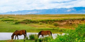 2024倒淌河景区旅游攻略 – 景点门票价格（青海倒淌河景区门票地址攻略）