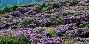 昆明轿子雪山杜鹃花什么时候开（轿子雪山杜鹃花）