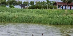 沧州南大港湿地游玩攻略 – 景点门票价格（南大港湿地景区门票攻略）