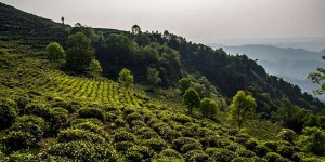 蒙顶山有哪些景点（蒙顶山风景名胜区景点介绍攻略旅游）