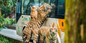 碧峰峡野生动物世界旅游攻略 – 景点门票信息（碧峰峡野生动物世界攻略旅游门票地）