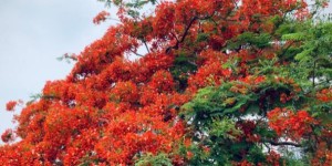 广州五月赏花好去处 看花的景点有哪些（广州赏花旅游）