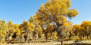 4塔里木胡杨林公园门票多少钱（塔里木胡杨林公园门票旅游）