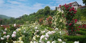 岳阳花语世界什么时候去好（岳阳花语世界攻略旅游）