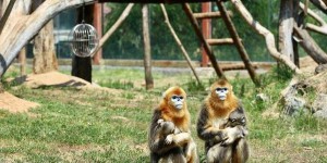 4湖南常德野生动物世界门票多少（湖南常德野生动物世界门票攻略旅游）