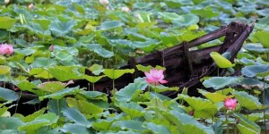 岳阳君山野生荷花世界有什么景点（岳阳君山野生荷花世界景点介绍攻略旅）