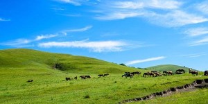 阿西里西大草原几月去（阿西里西大草原攻略旅游）