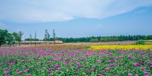 扬州周边自驾游去哪里好玩（扬州自驾游旅游）