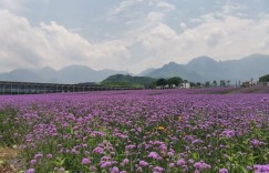 2024武功山花涧里游玩攻略 – 景点门票价格（武功山花涧里现代农业观光园旅游攻略景）