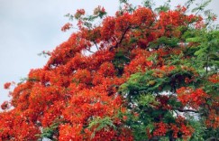 广州五月赏花好去处 看花的景点有哪些（广州赏花旅游）