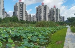 珠海赏荷花的地方有哪些（珠海赏荷旅游）