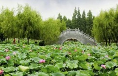 岳阳君山荷花世界在哪里（岳阳君山荷花世界地址交通攻略旅游）