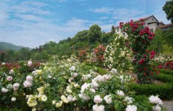 岳阳花语世界什么时候去好（岳阳花语世界攻略旅游）