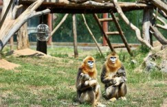 4湖南常德野生动物世界门票多少（湖南常德野生动物世界门票攻略旅游）