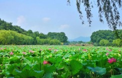 杭州荷花观赏地点有哪些（杭州荷花观赏地点）