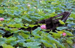 岳阳君山野生荷花世界有什么景点（岳阳君山野生荷花世界景点介绍攻略旅）